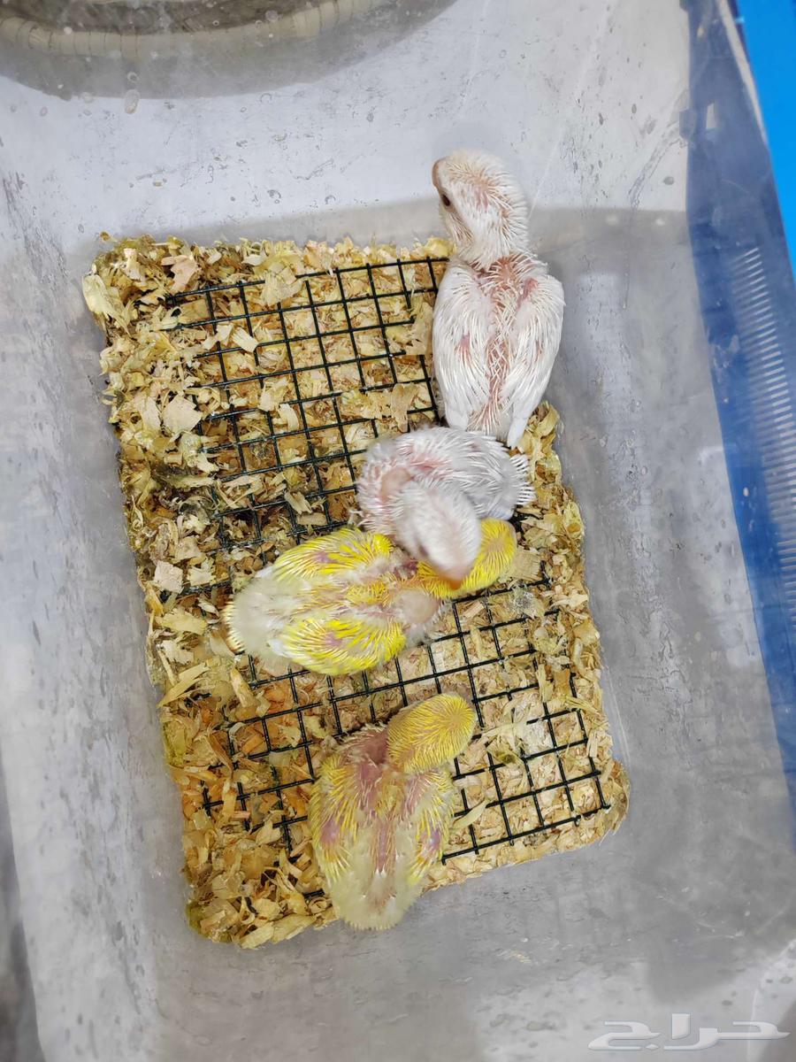 روز البينو ولاتينو ( تم البيع )64543125333250113