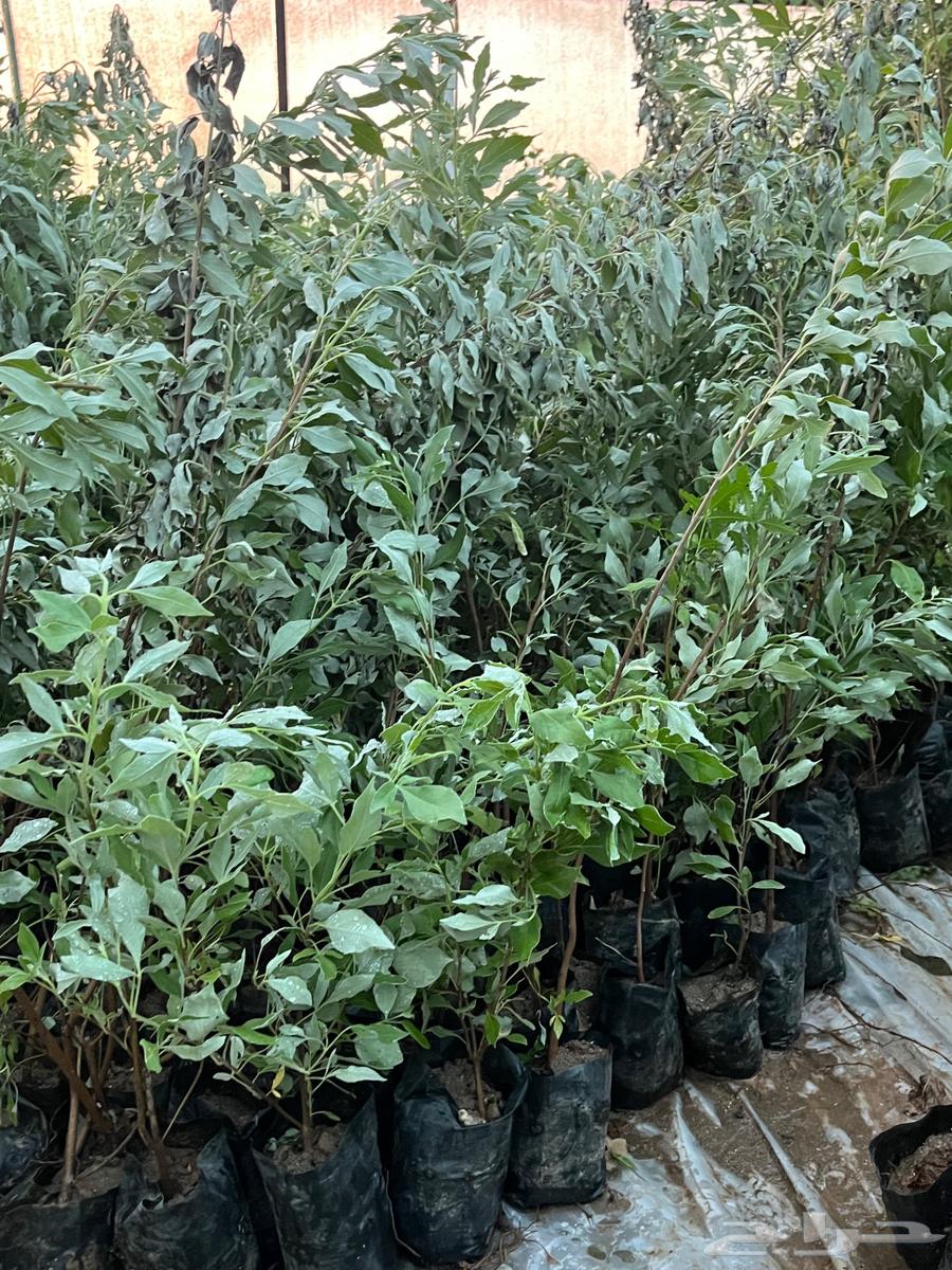 عرض بدايه موسم الزراعه 5 ريال للشتله طول متر64543196207489110