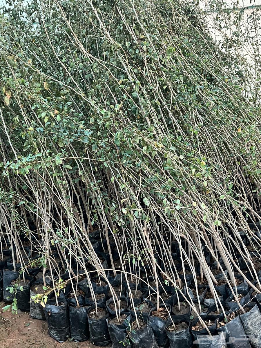 عرض بدايه موسم الزراعه 5 ريال للشتله طول متر64543196207489111