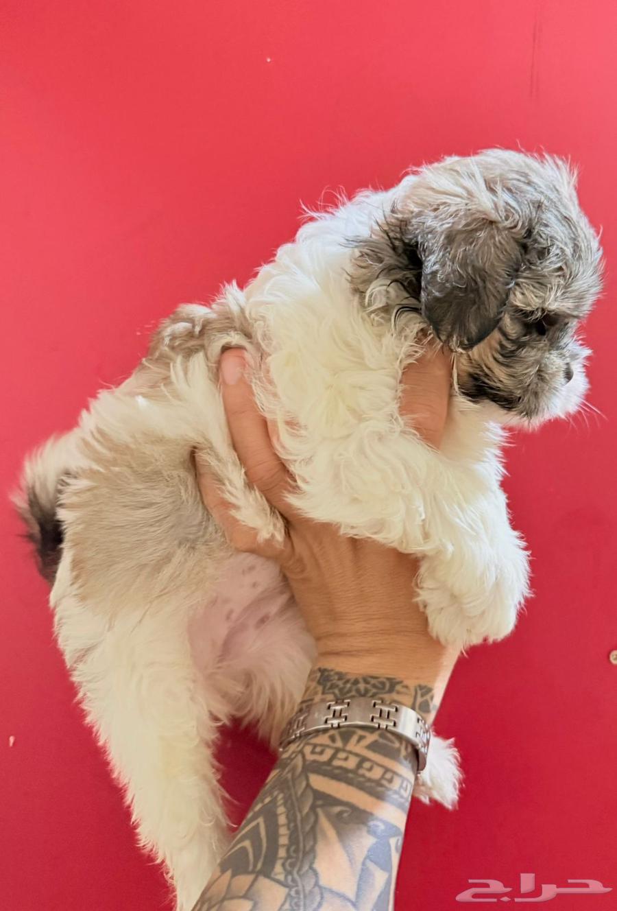 Shih Tzu, age 55 days, price 130064535792752513114