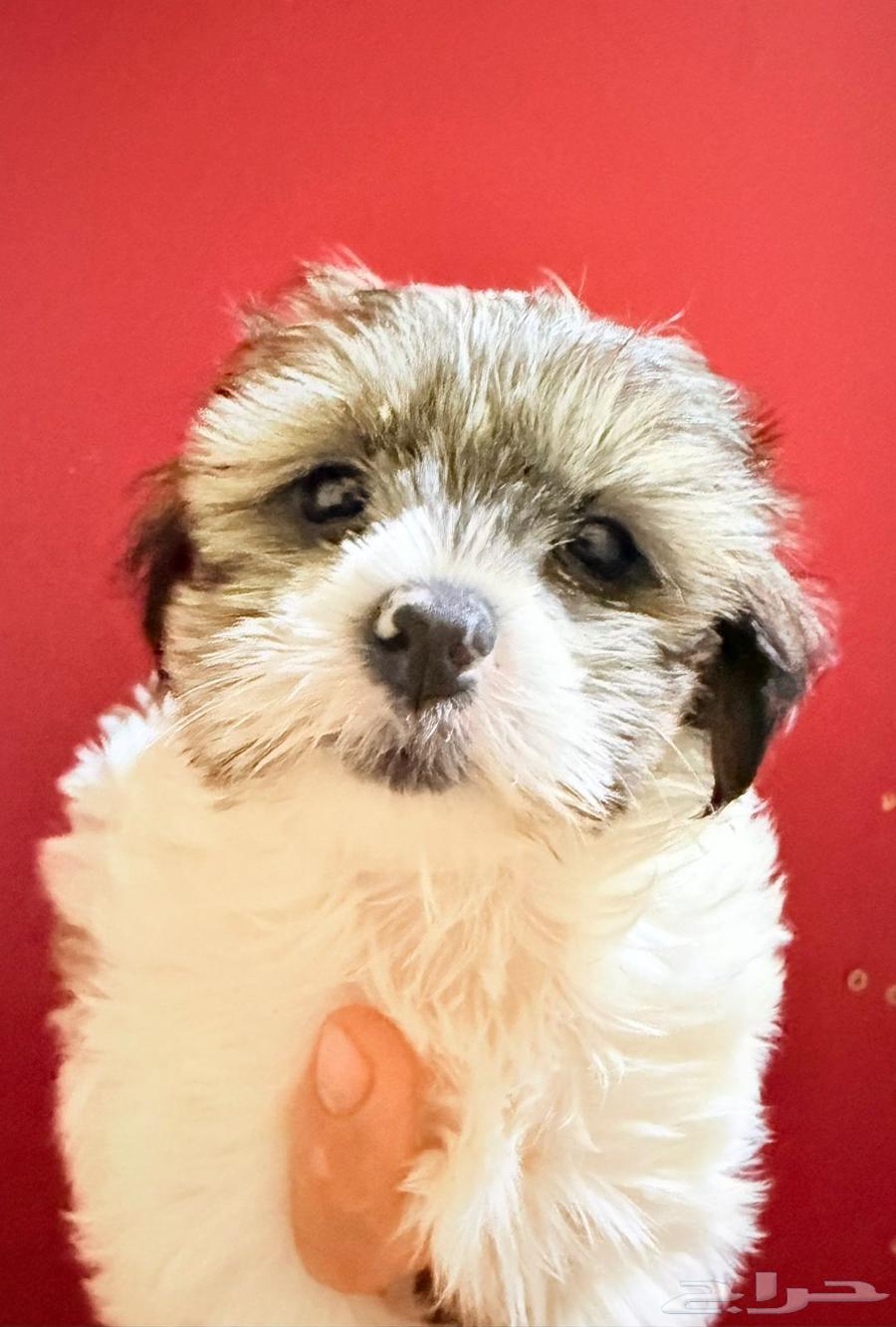 Shih Tzu, age 55 days, price 130064535792752513112