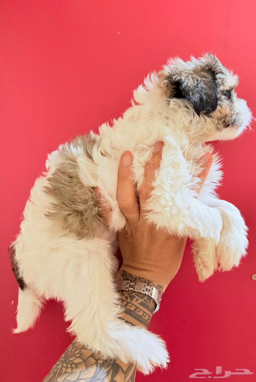 Shih Tzu, age 55 days, price 130064535792752513113