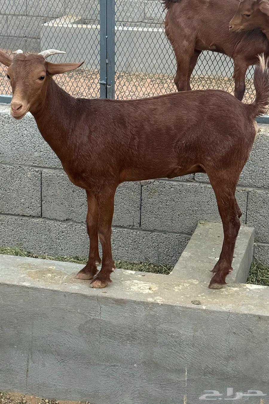 Jafar for sale64540992849667112