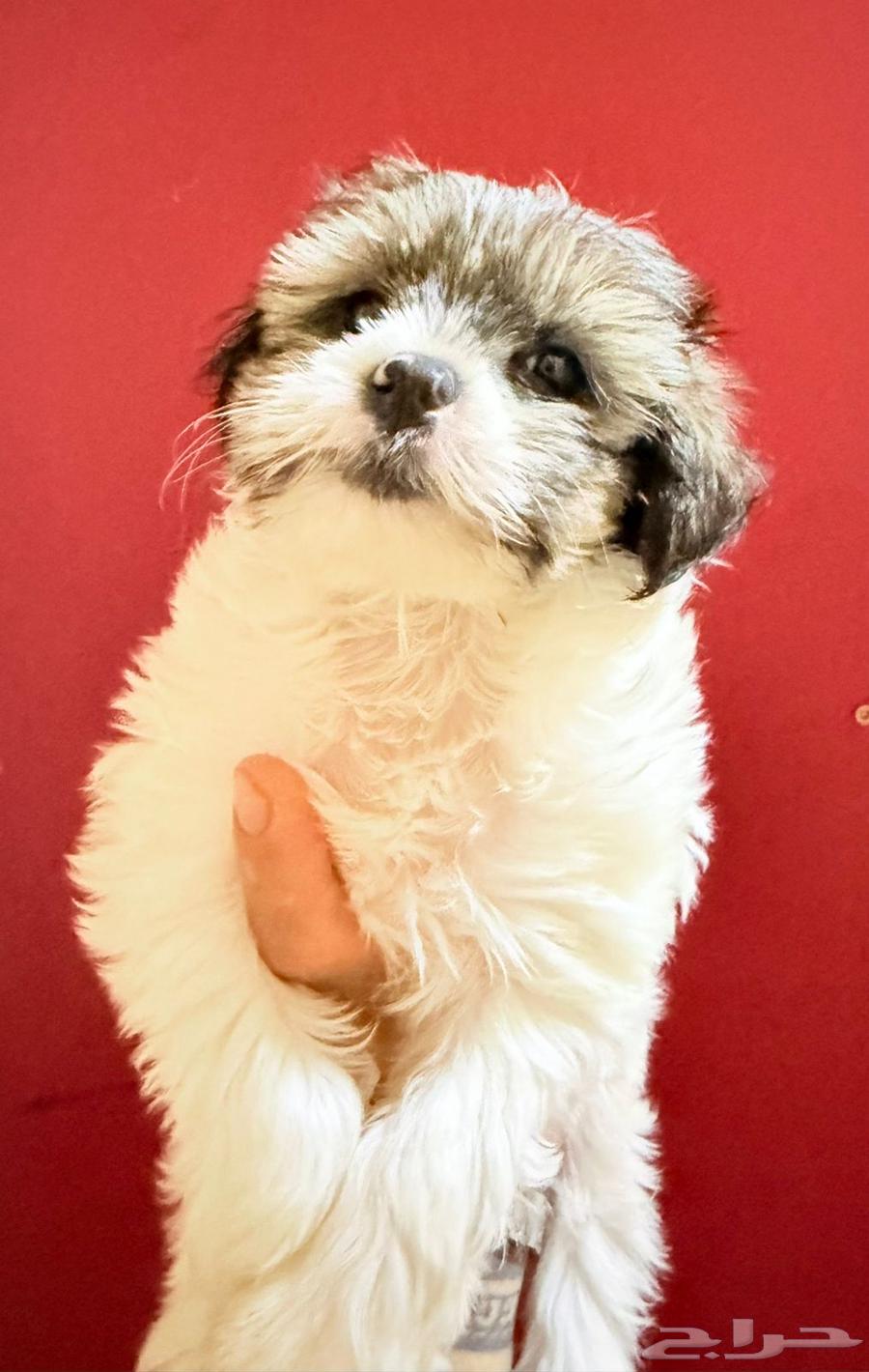 Shih Tzu, age 55 days, price 130064535792752513110