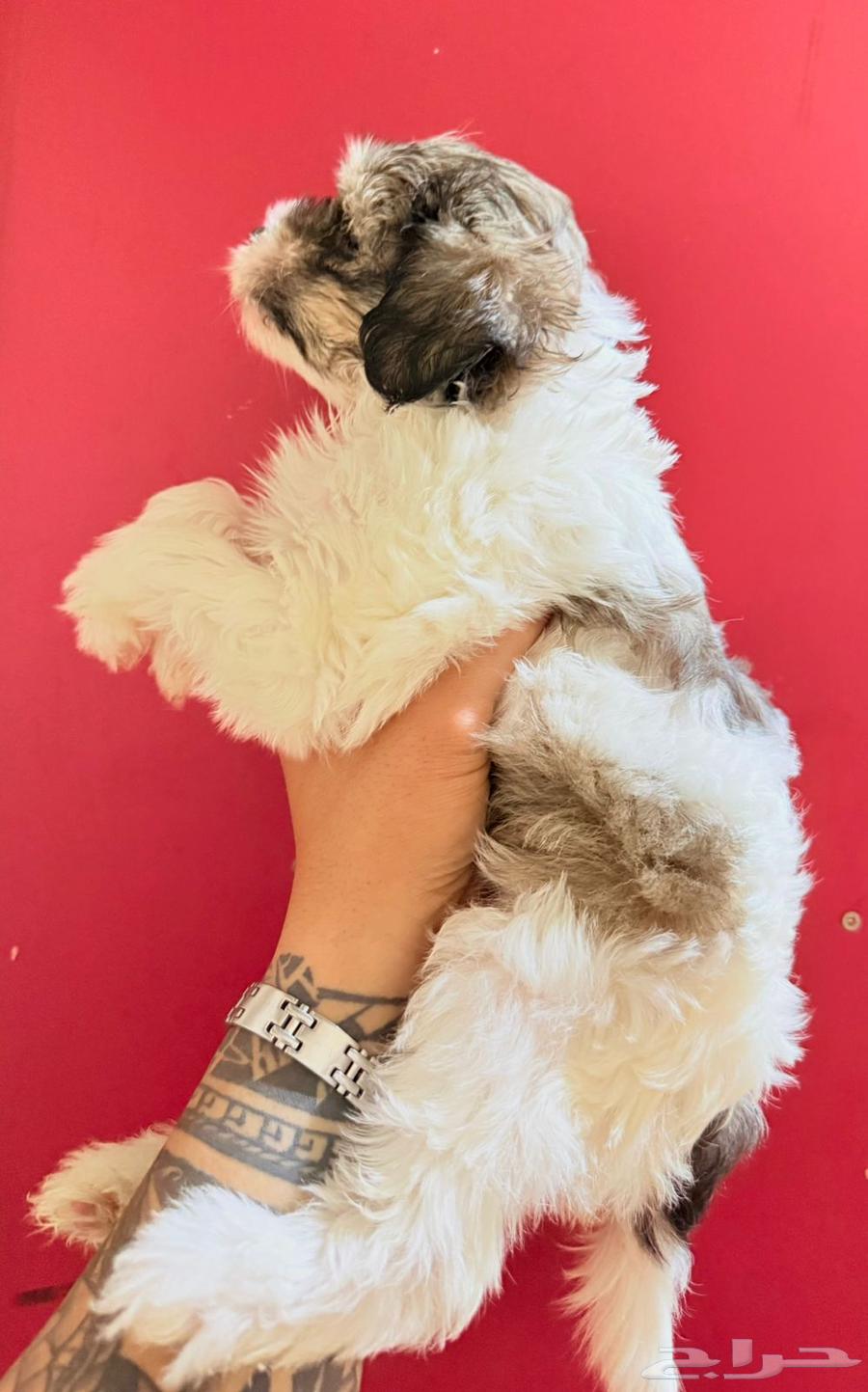 Shih Tzu, age 55 days, price 130064535792752513111