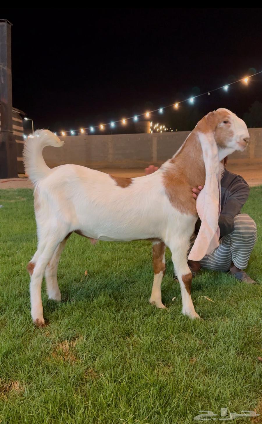 تم البيع جفر هولندي مشروع فحل خصم لاهل النظر64543394107011110