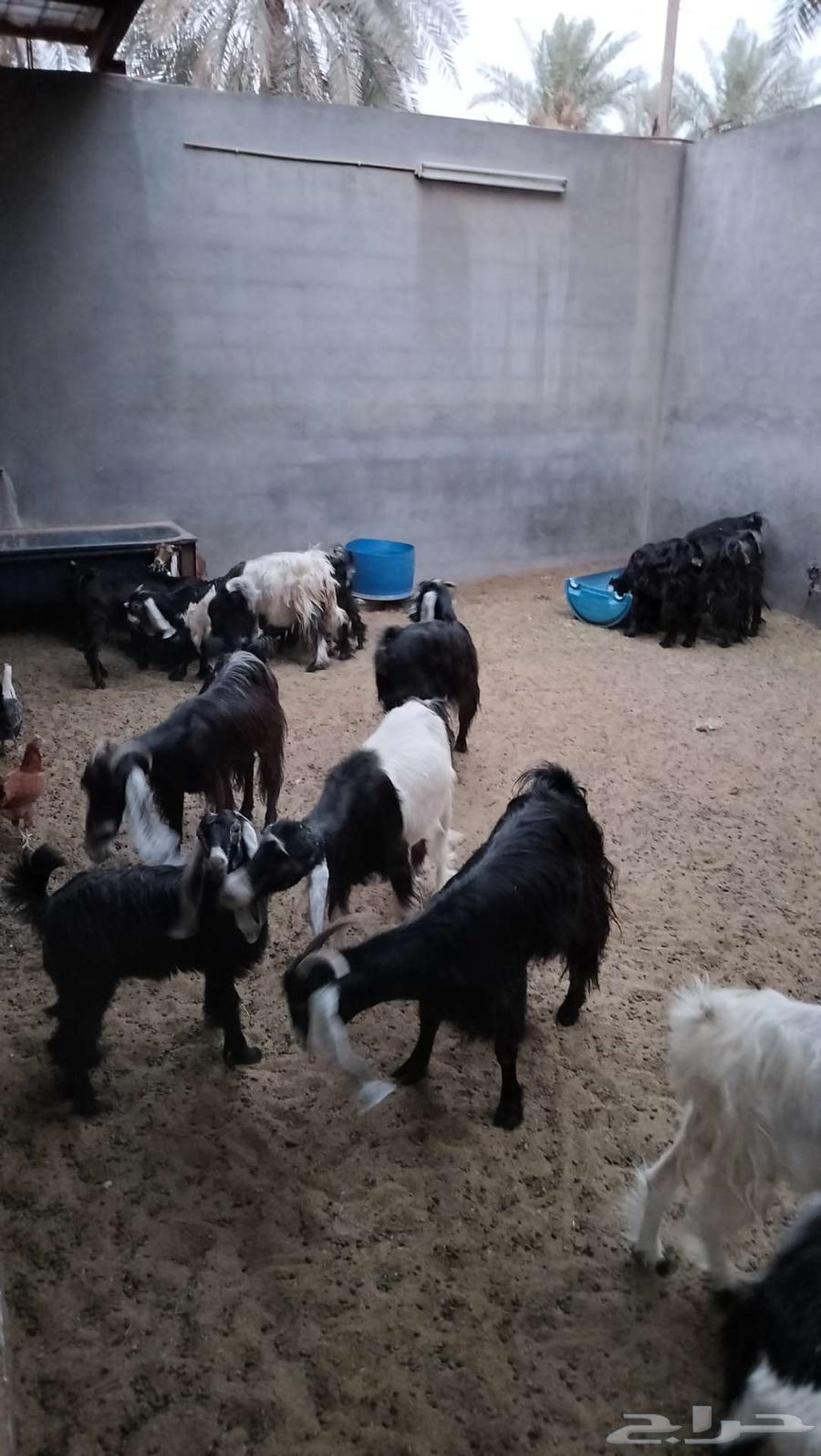 معزه صخل عوارض للبيع64541094047489110