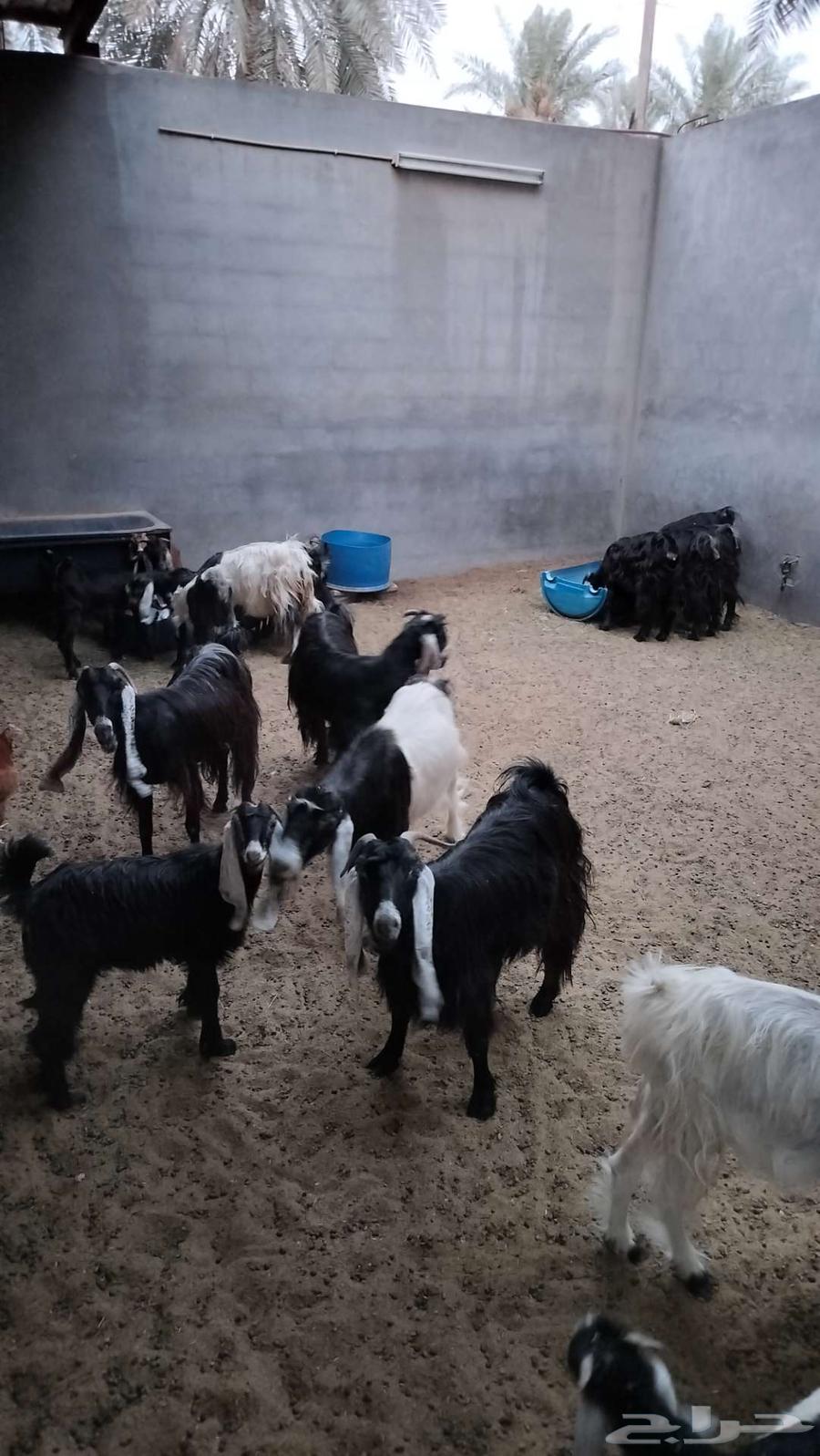 معزه صخل عوارض للبيع64541094047489111