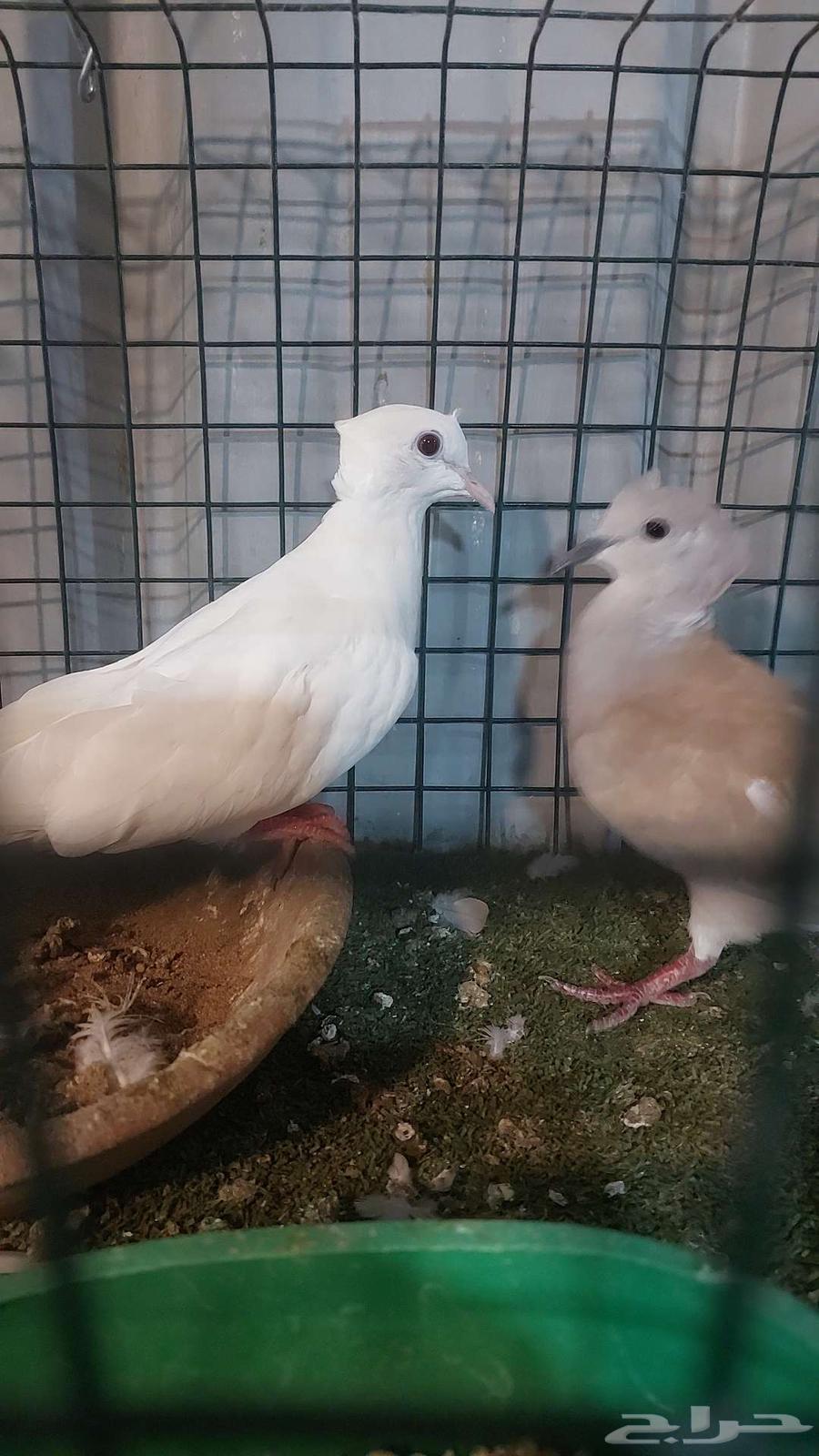 For sale, a pair of quails, already sold64536431710977110