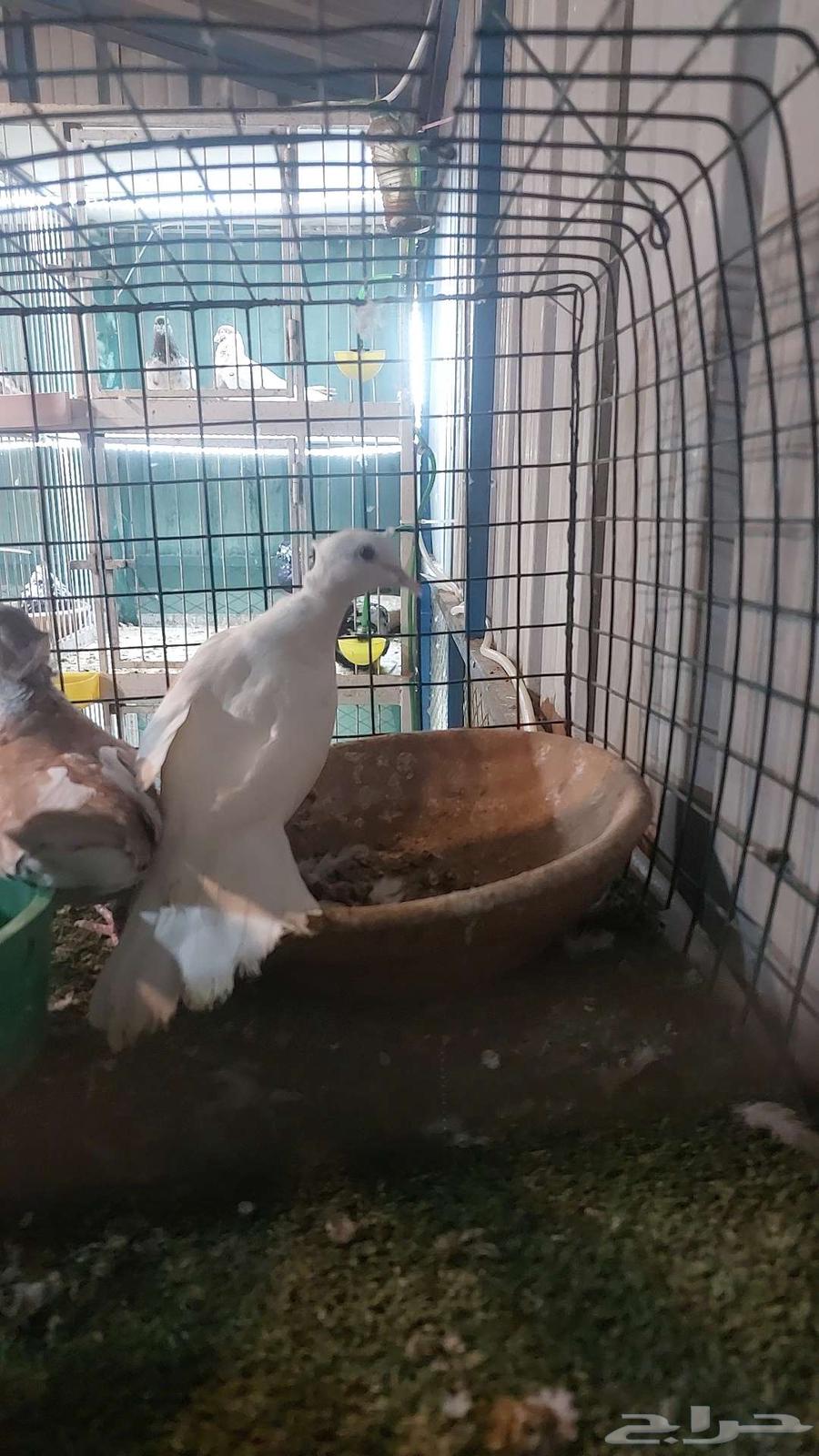 For sale, a pair of quails, already sold64536431710977112