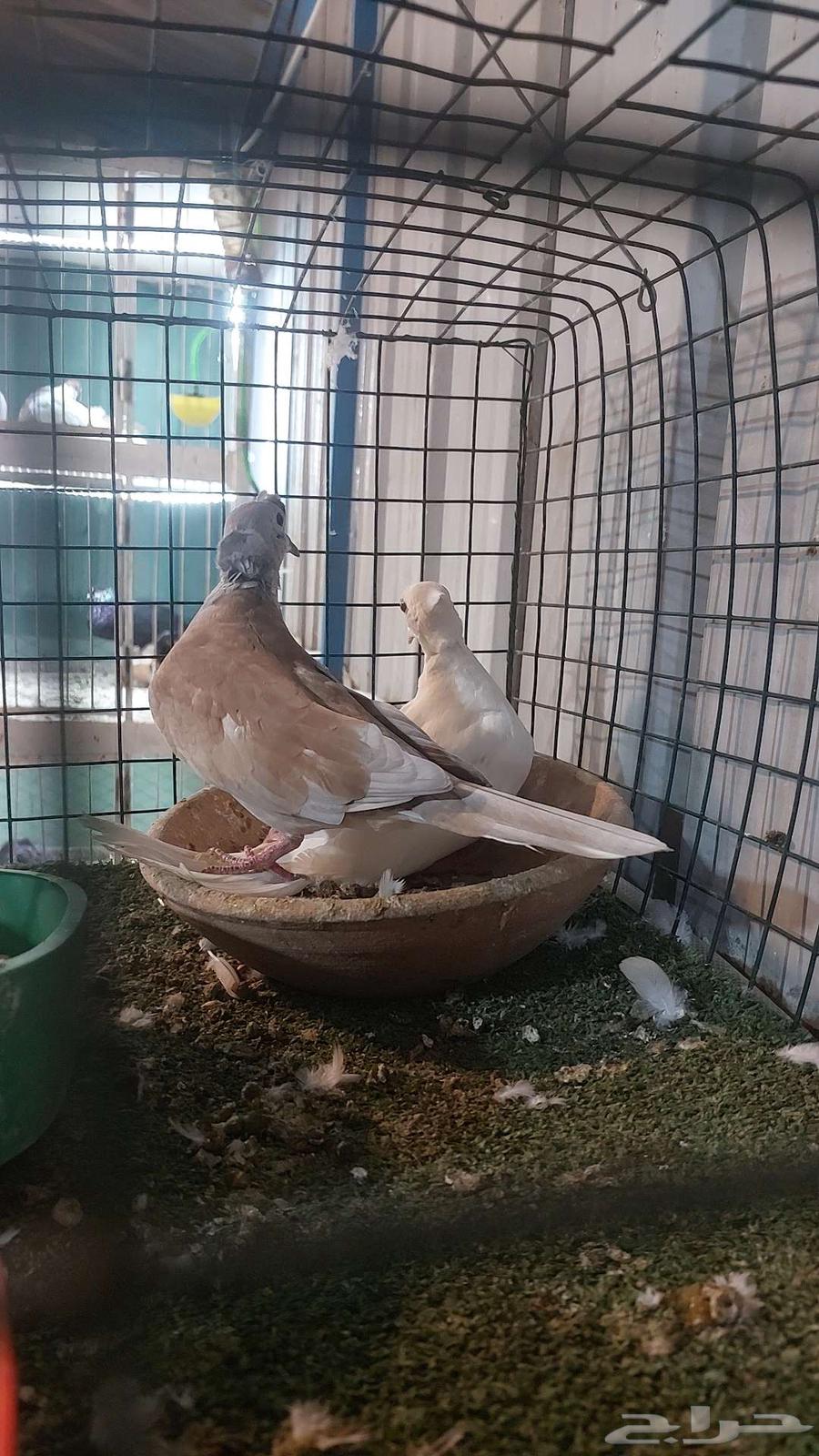 For sale, a pair of quails, already sold64536431710977111