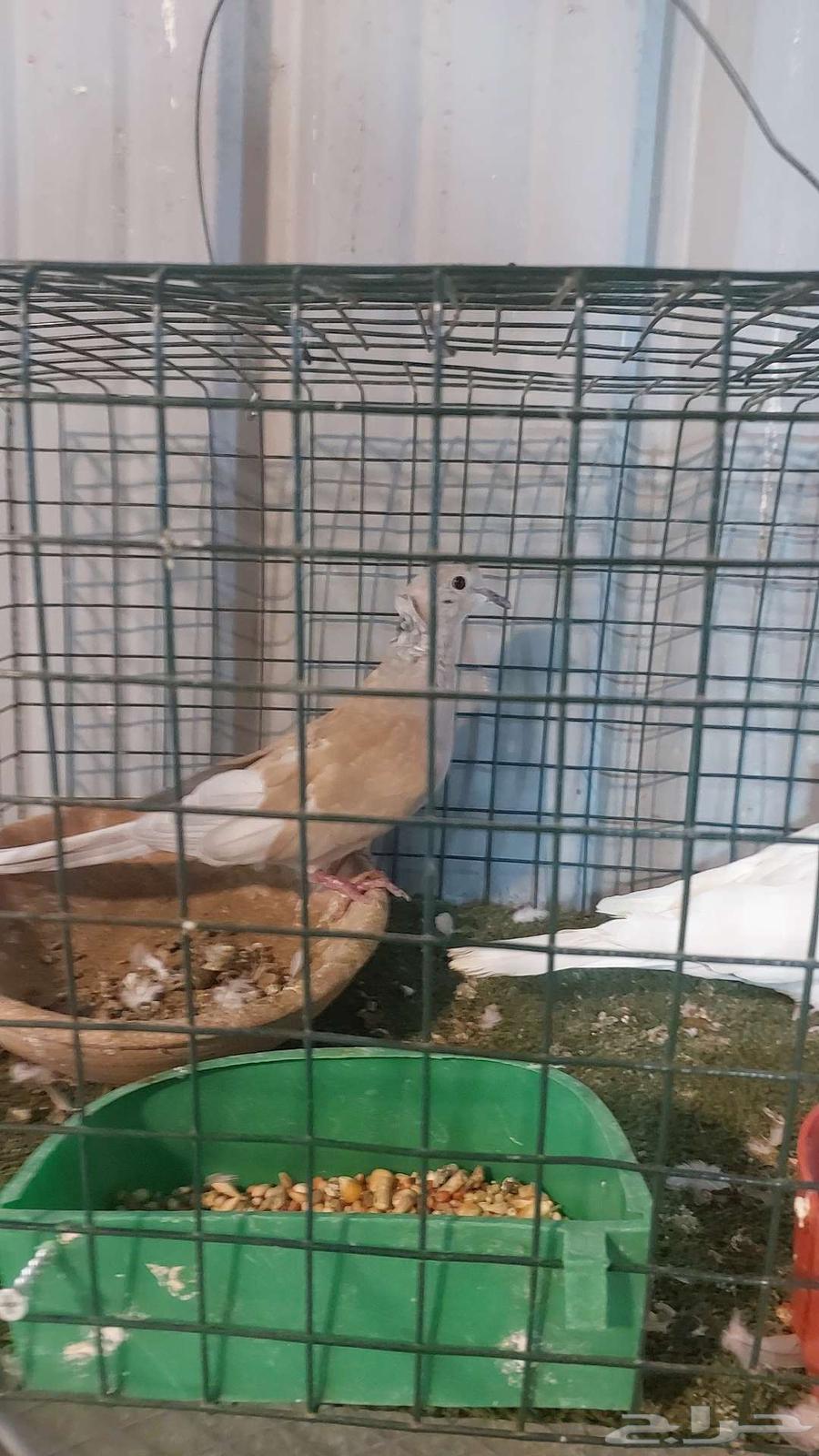 For sale, a pair of quails, already sold64536431710977113