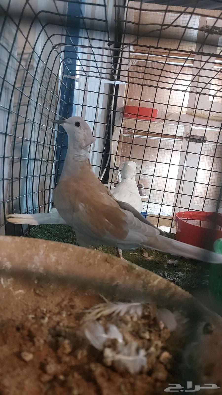 For sale, a pair of quails, already sold64536431710977114
