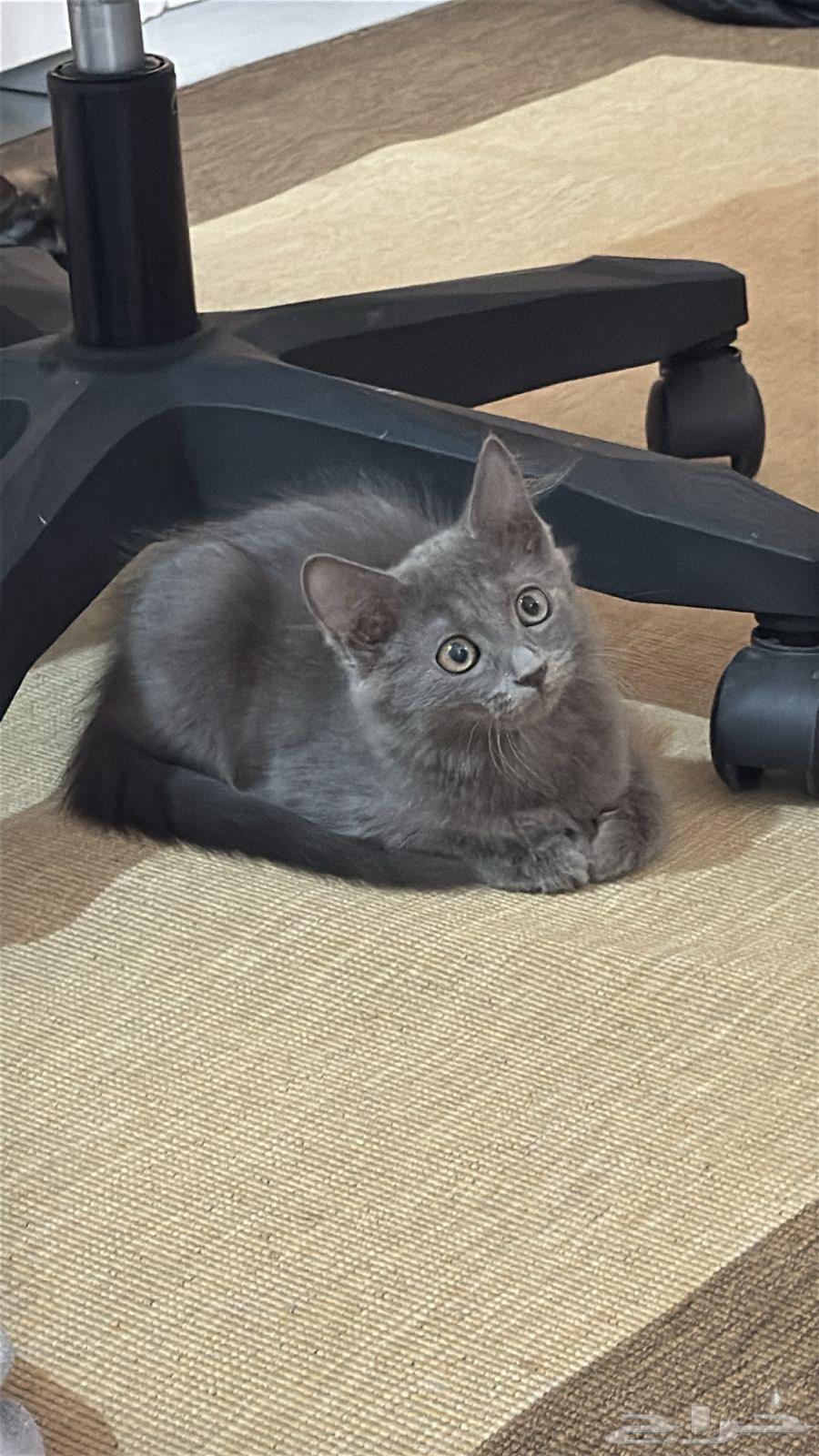 Kittens (cotton) for sale at a symbolic price in the city64538007708802112