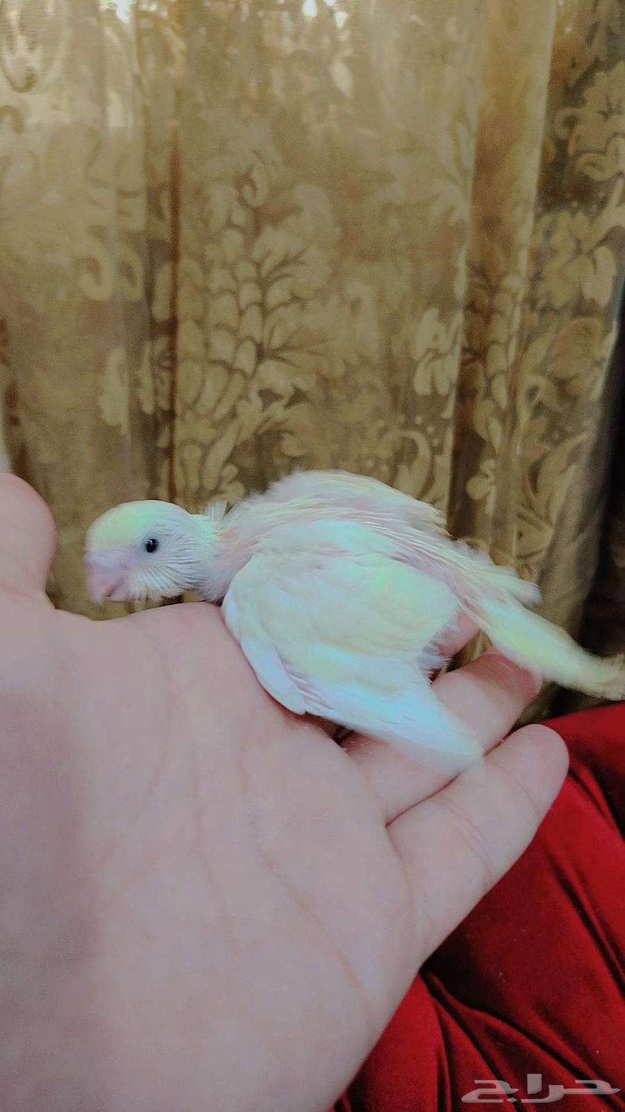 فروخ بادجي انجليزي غر مستوى بطل للبيع64490482288002111