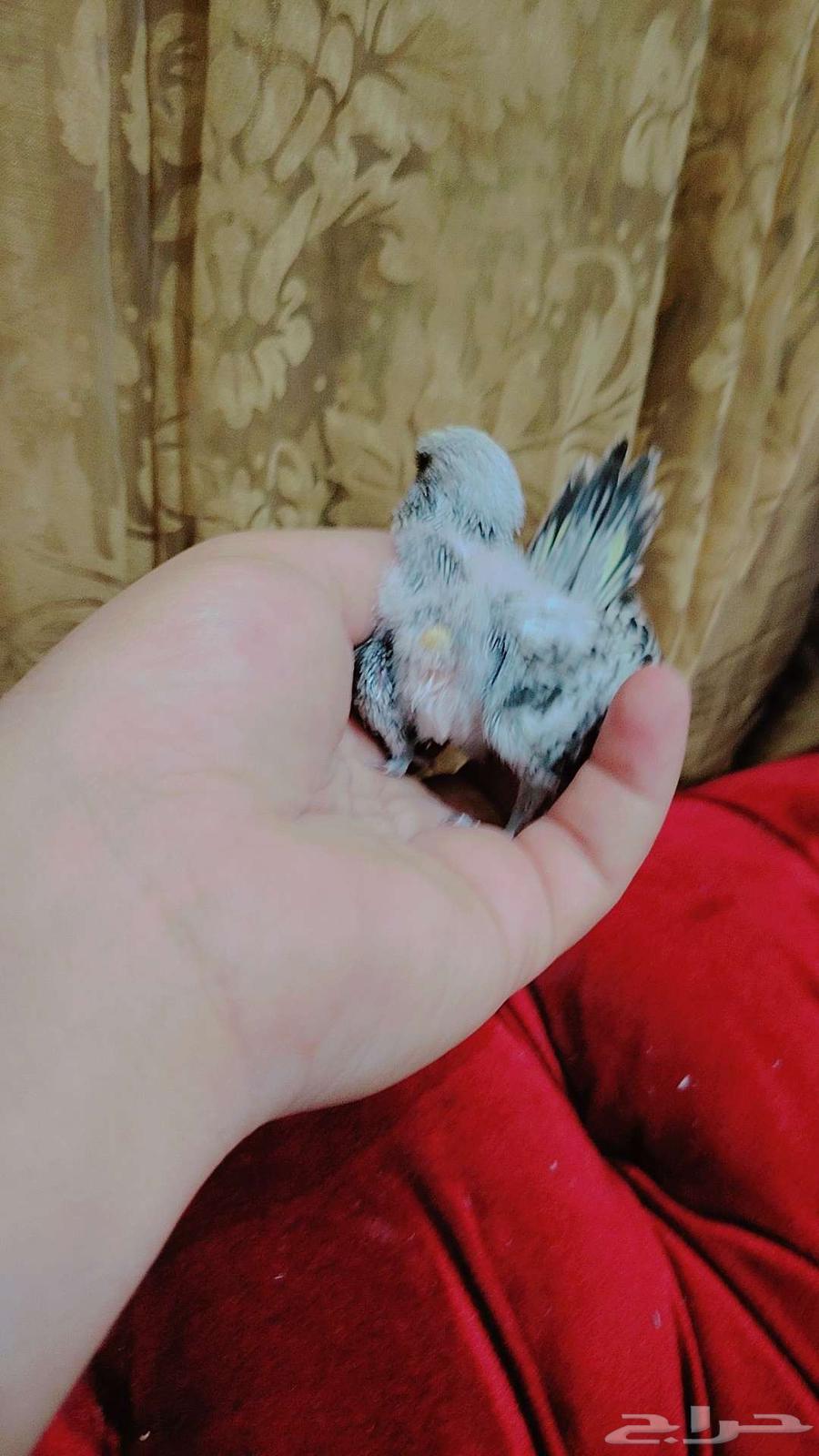 فروخ بادجي انجليزي غر مستوى بطل للبيع64490482288002113