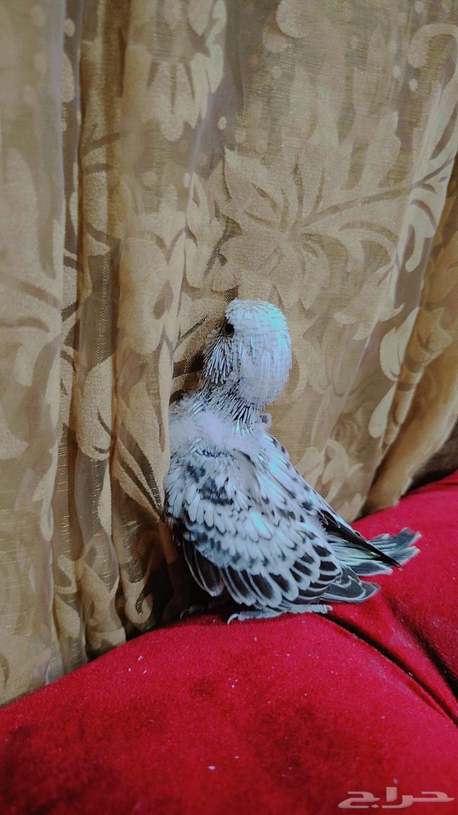 فروخ بادجي انجليزي غر مستوى بطل للبيع64490482288002112