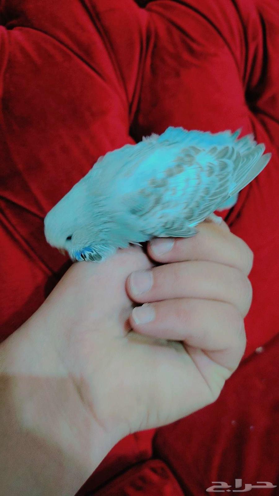 فروخ بادجي انجليزي غر مستوى بطل للبيع64490482288002110