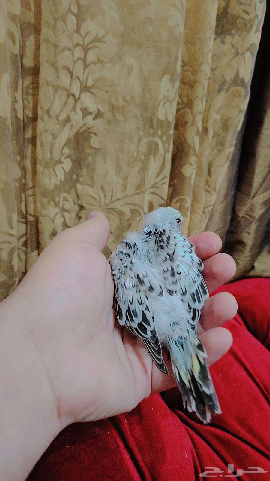 فروخ بادجي انجليزي غر مستوى بطل للبيع64490482288002114