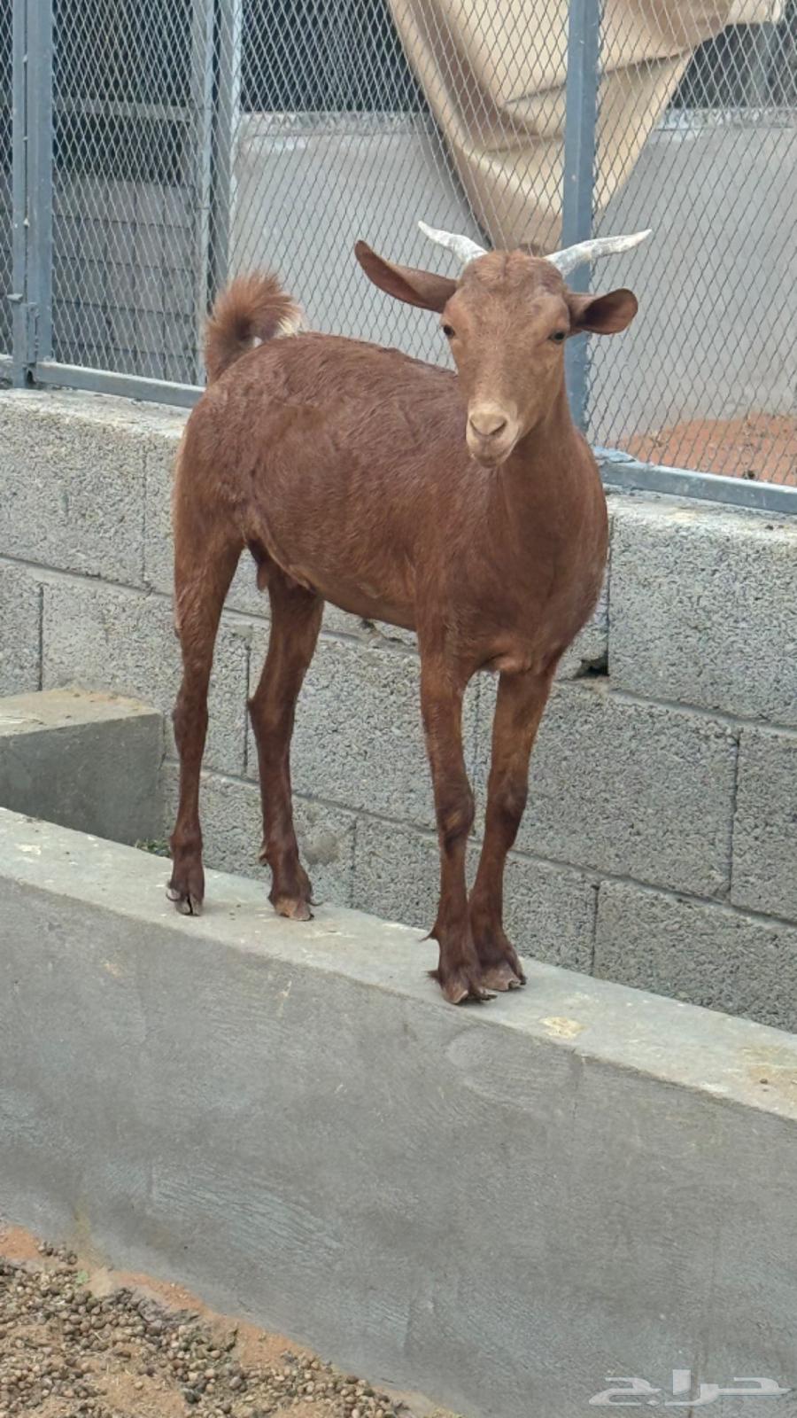 Jafar for sale64540992849667110