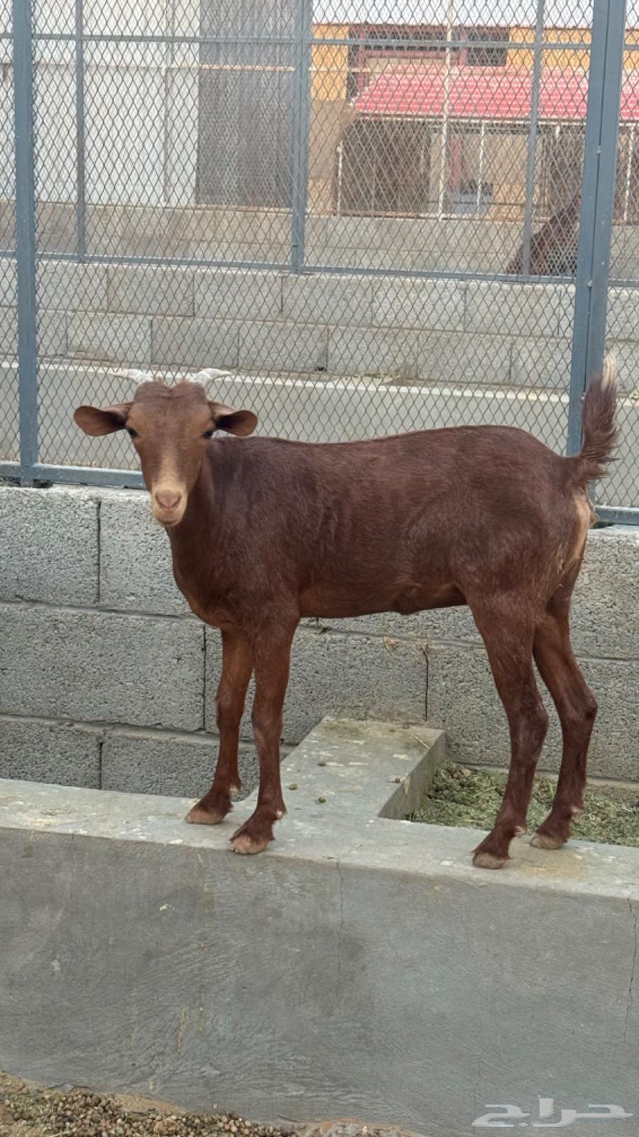 Jafar for sale64540992849667113