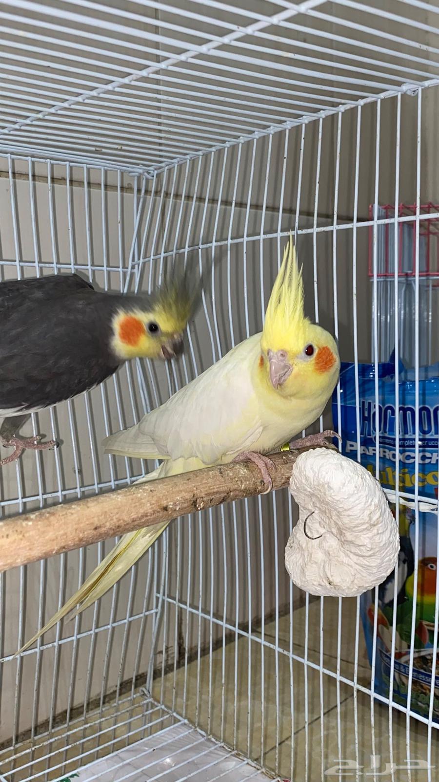 طيور كروان الليفه للبيع64542743379203113