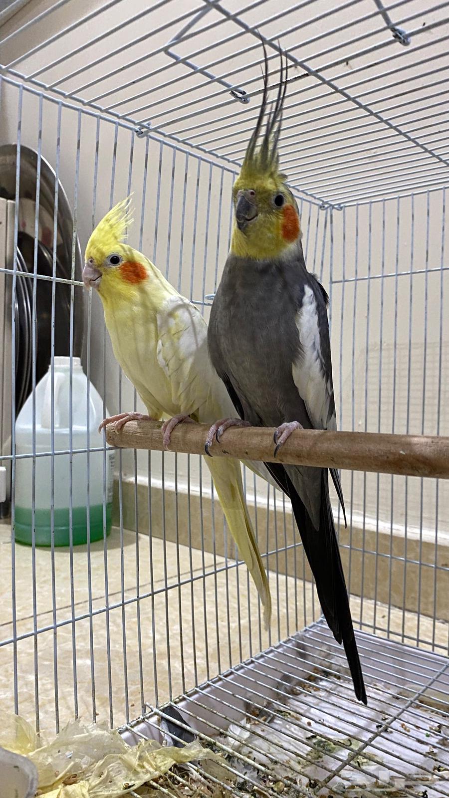 طيور كروان الليفه للبيع64542743379203114