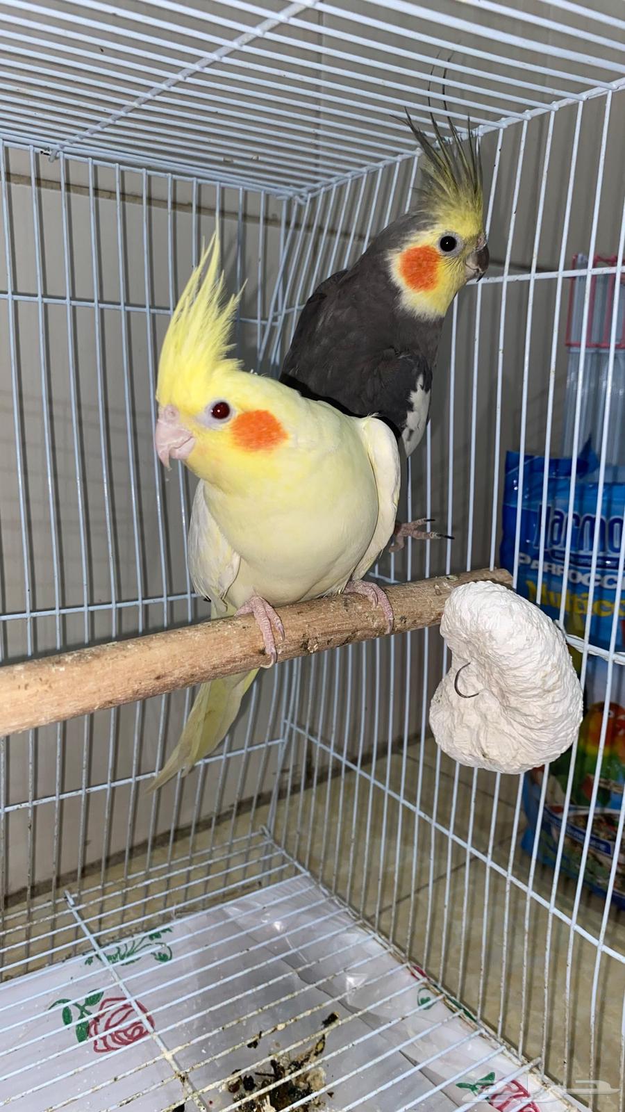 طيور كروان الليفه للبيع64542743379203112