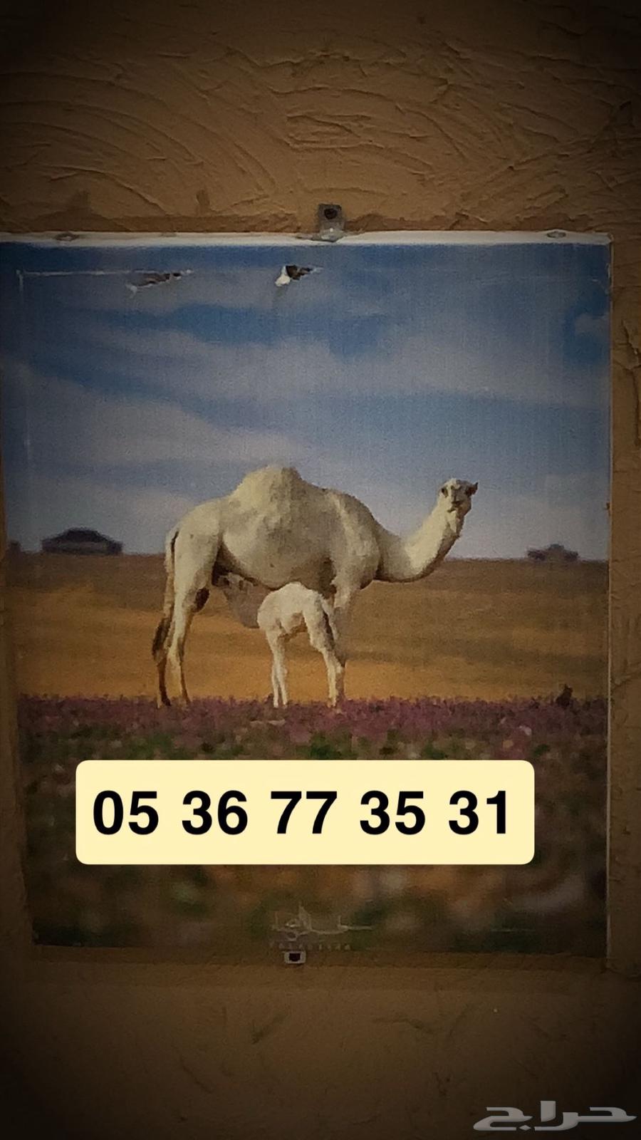 رقم شبه مميز للبيع استخدام شهرين فقط64531873136387110