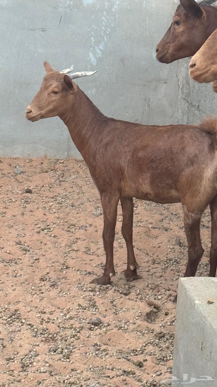 Jafar for sale64540992849667111