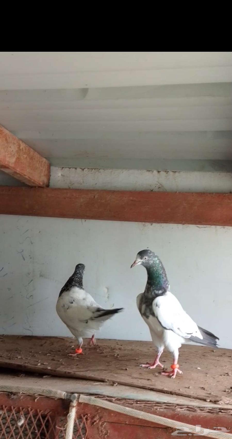 حمام باكستاني للبيع مستويات قويه64538499549955112