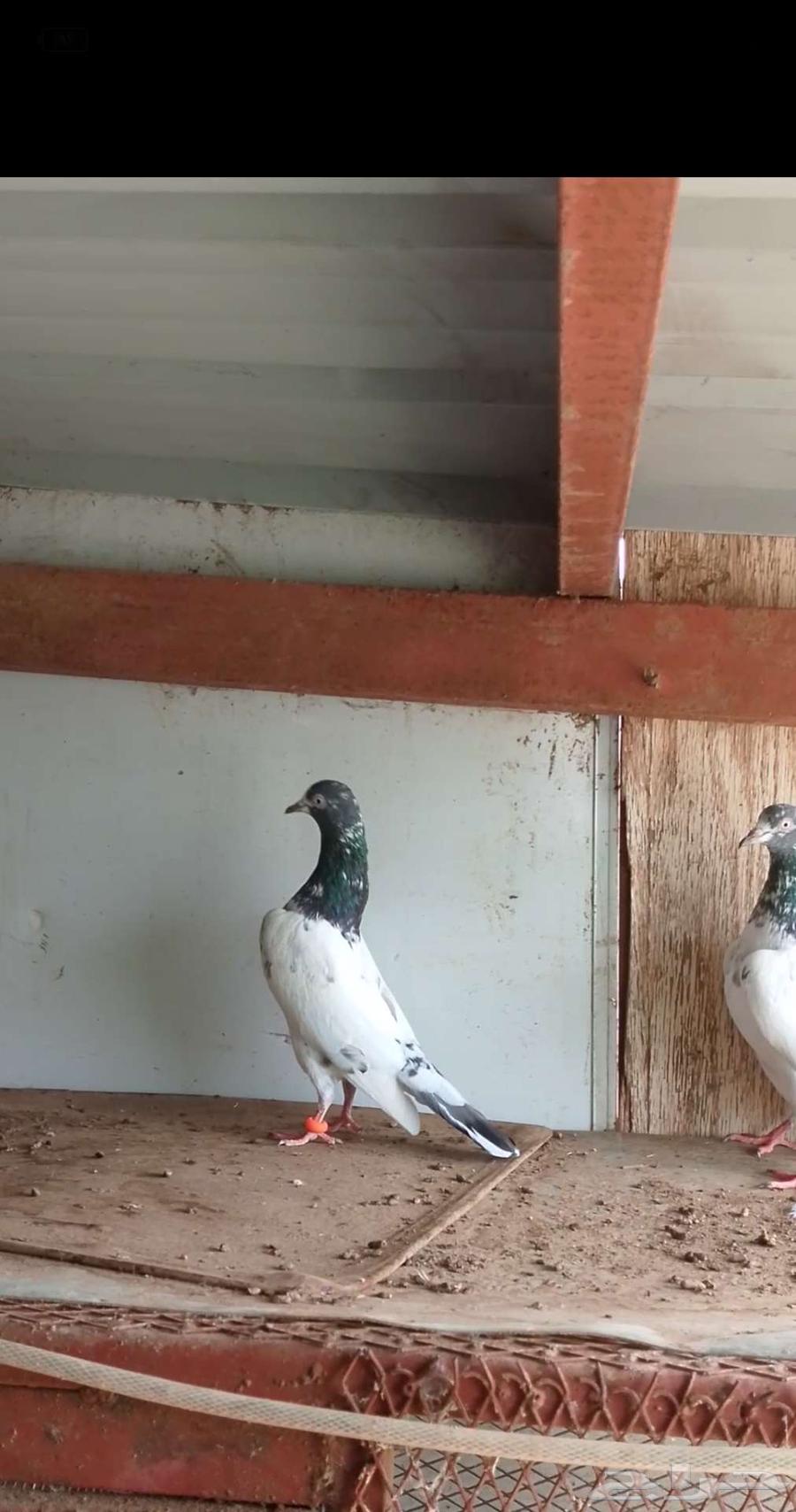 حمام باكستاني للبيع مستويات قويه64538499549955113