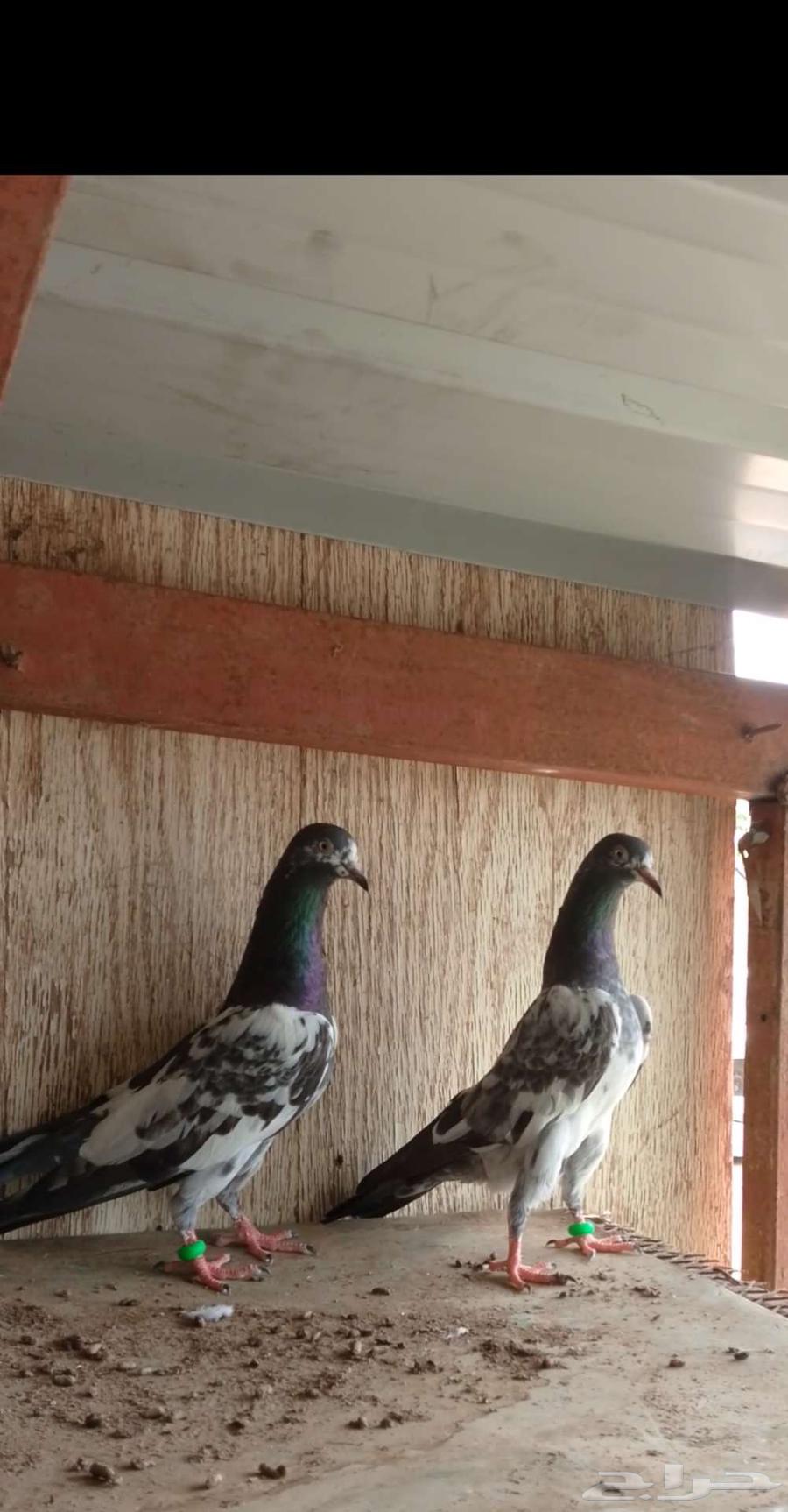 حمام باكستاني للبيع مستويات قويه64538499549955110
