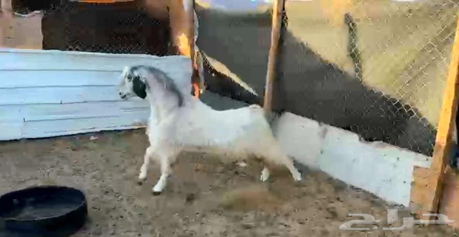 فحل مصري ابيض جرم ومنتج لاعلي سومه64536696963073111