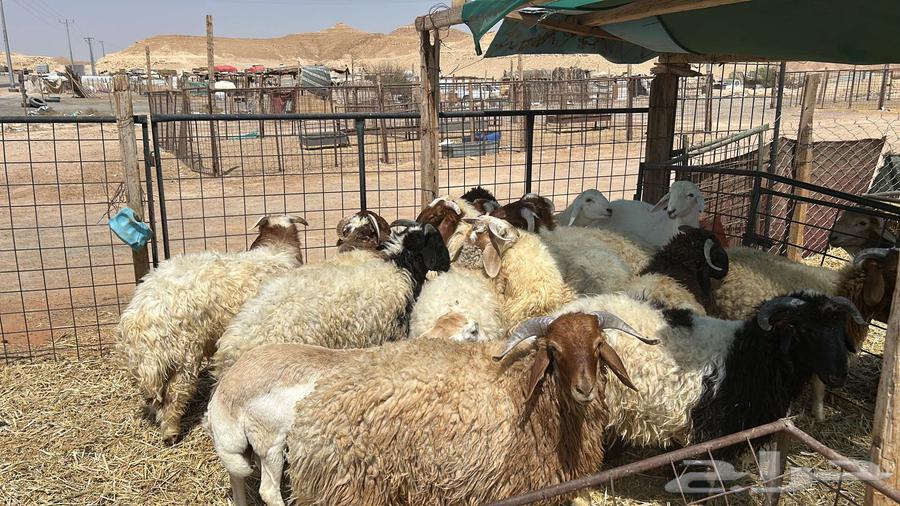 ذبائح نعيمي و سواكن مرابي الب64539030571395110