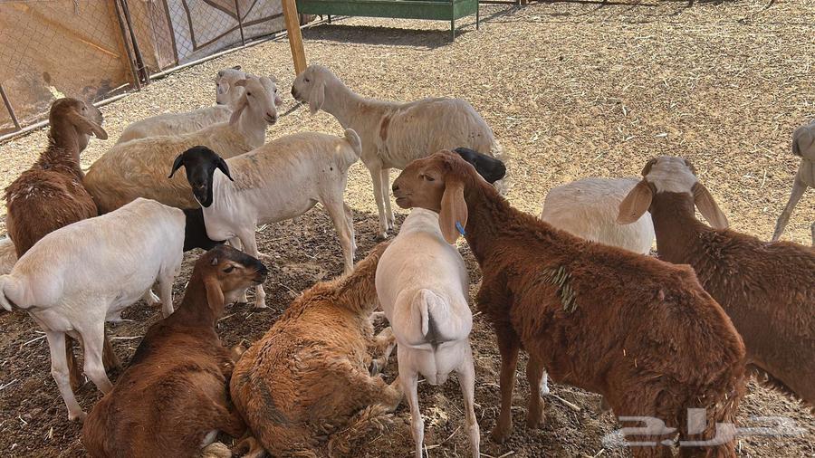 ذبائح نعيمي و سواكن مرابي الب64539030571395111