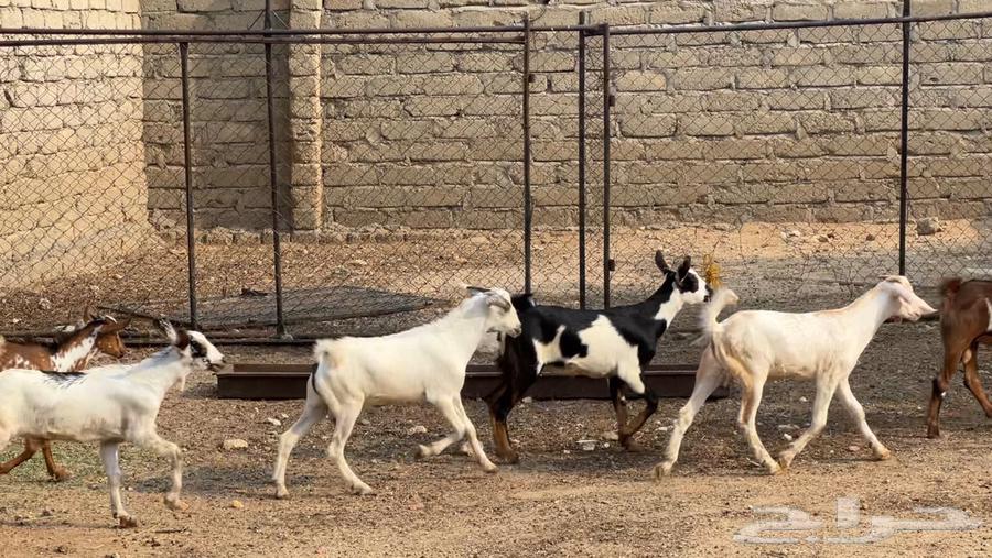 8 goats and 2 sheep64541094055170113