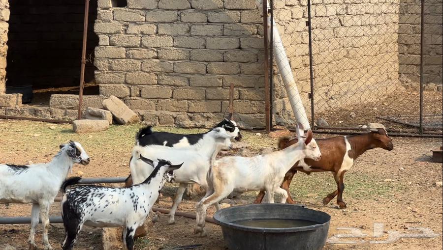 8 goats and 2 sheep64541094055170110