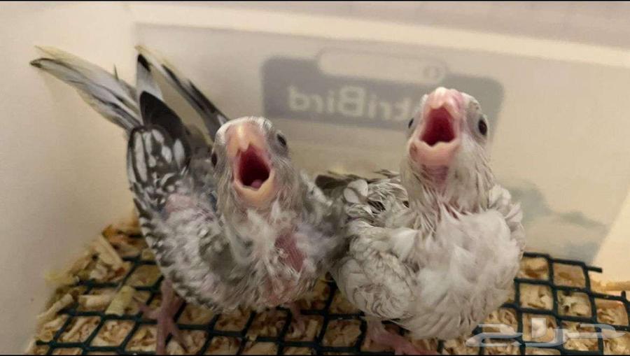 زوج كروان هولندي جامبو64542800221827113