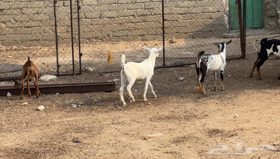 8 goats and 2 sheep64541094055170112