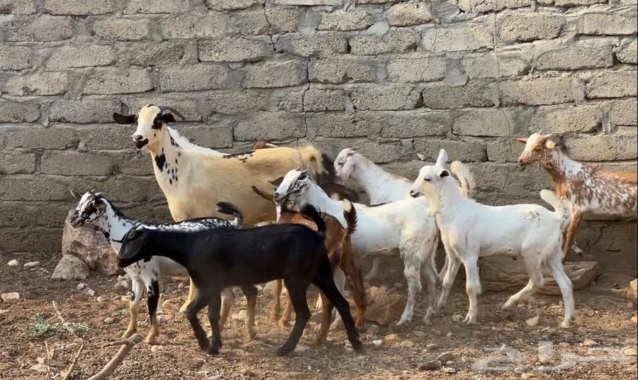 8 goats and 2 sheep64541094055170111