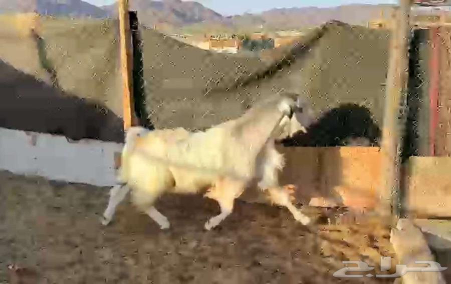 فحل مصري ابيض جرم ومنتج لاعلي سومه64536696963073114