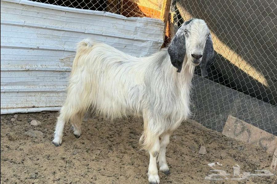 فحل مصري ابيض جرم ومنتج لاعلي سومه64536696963073113