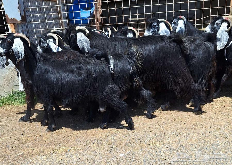 Goat with defects, condition of delivery number 15 with ram for Al-Qunai64540510236675110