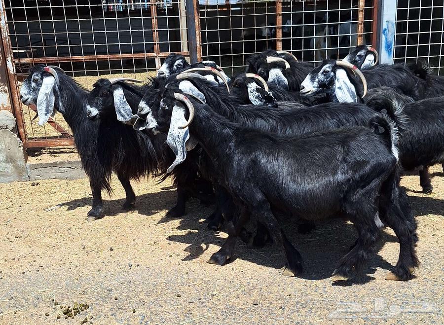Goat with defects, condition of delivery number 15 with ram for Al-Qunai64540510236675111