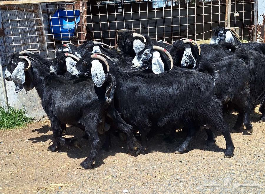 Goat with defects, condition of delivery number 15 with ram for Al-Qunai64540510236675114