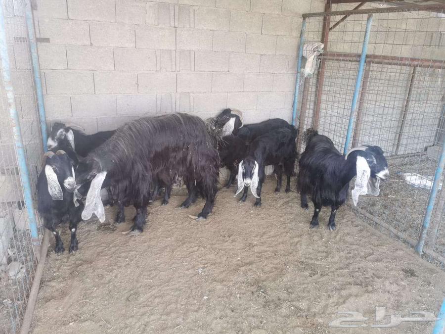 ماعز عارضيات للبيع64536612843266110