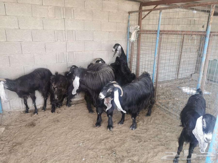 ماعز عارضيات للبيع64536612843266111