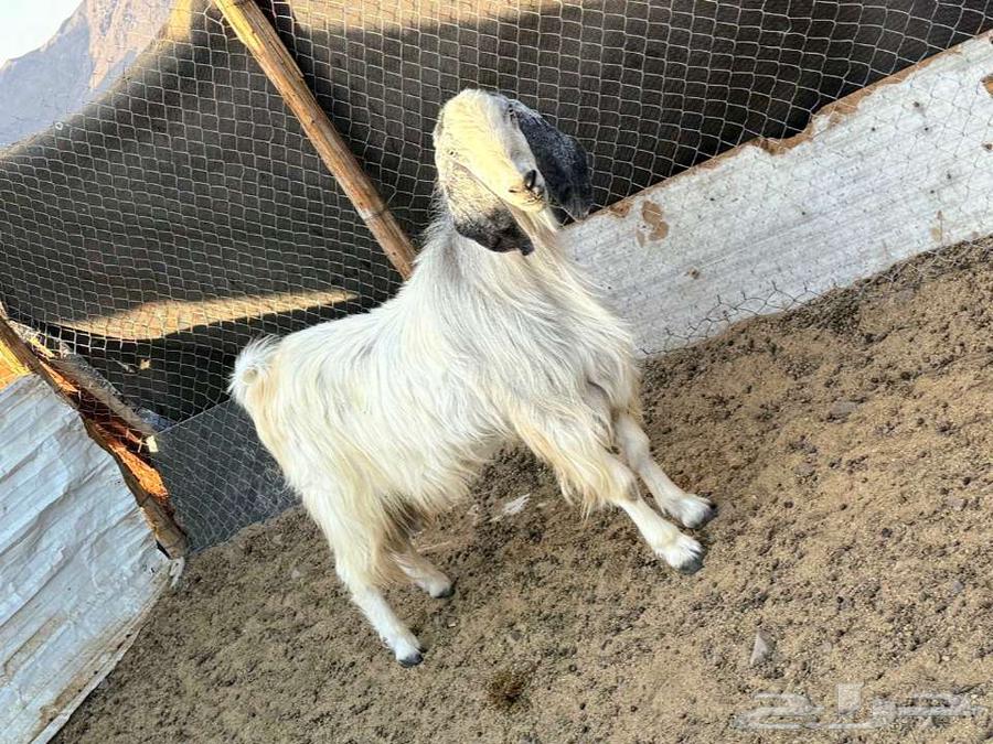 فحل مصري ابيض جرم ومنتج لاعلي سومه64536696963073110