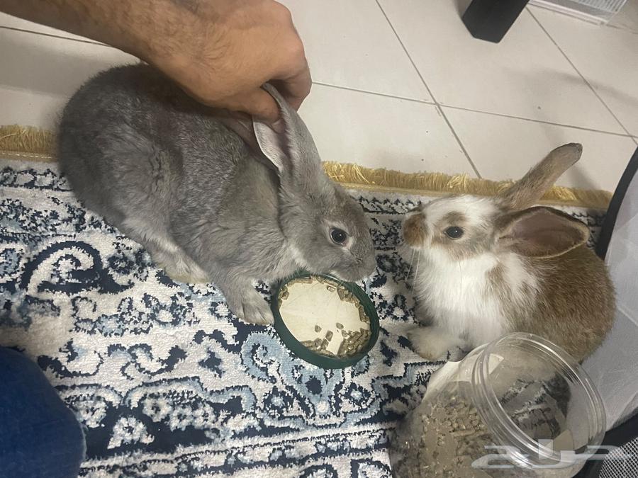 ارانب للبيع64539839487873111